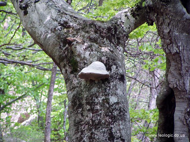 photo43